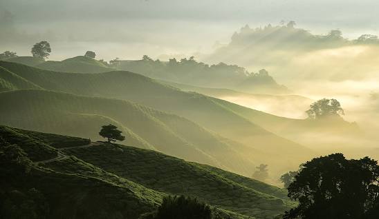 Cameroon